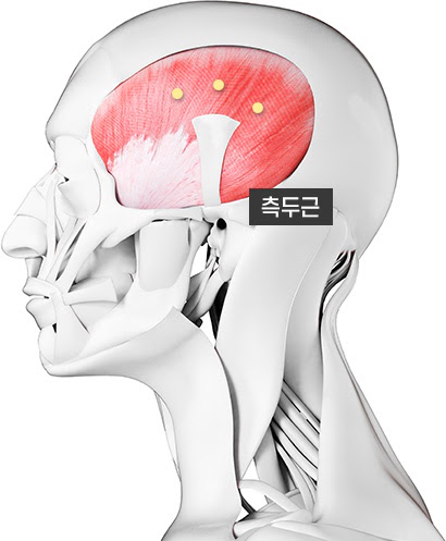측두근 위치 그림